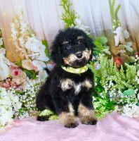 Bessy Yellow, a female Miniature Bernedoodle for sale in Dothan, AL – 8 of 10