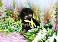 Bessy Yellow, a female Miniature Bernedoodle for sale in Dothan, AL – 7 of 10