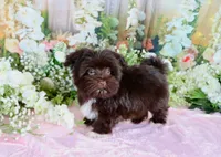 Spice, a female Havanese for sale in Dothan, AL – 4 of 5