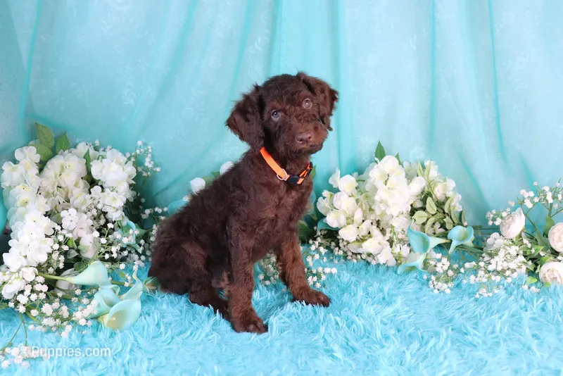 Carlton Green Eyes – Poodle - Miniature  puppy for sale in Dothan, AL