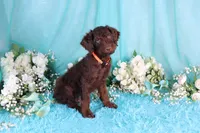 Carlton, a male Poodle - Miniature  for sale in Dothan, AL – 5 of 10