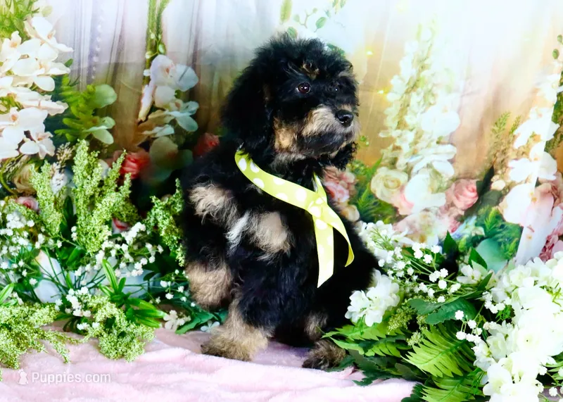 Bessy Yellow – Miniature Bernedoodle puppy for sale in Dothan, AL