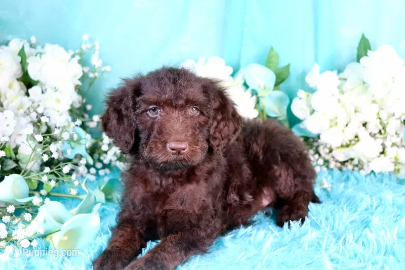 Caleb – Poodle - Miniature  puppy for sale in Dothan, AL