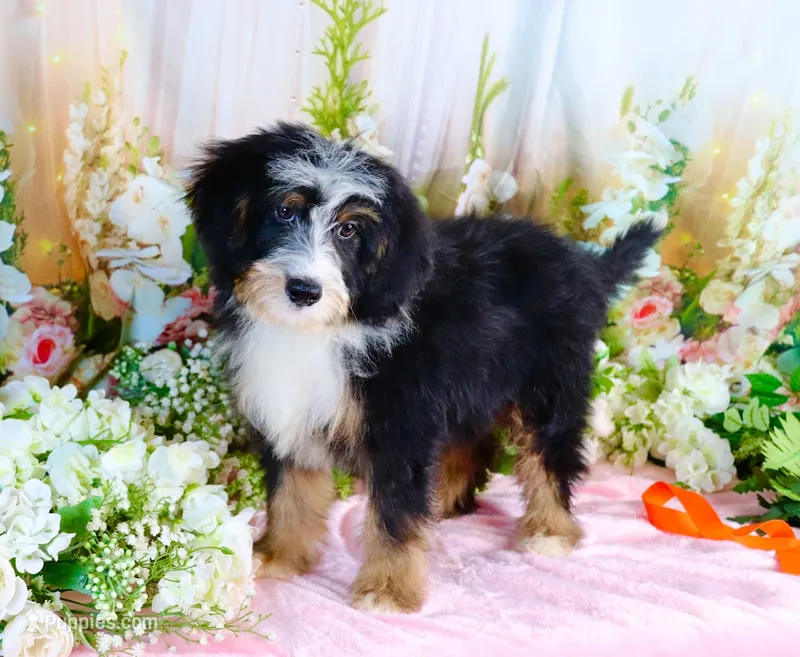 Brady Orange – Miniature Bernedoodle puppy for sale in Dothan, AL