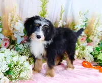 Brady Orange, a male Miniature Bernedoodle for sale in Dothan, AL – 1 of 10