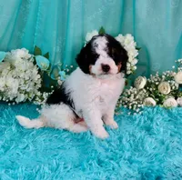 J'adore, a female Miniature Bernedoodle for sale in Dothan, AL – 6 of 10