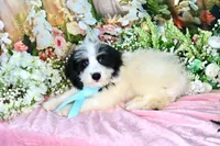 Benny Lt. Blue, a male Miniature Bernedoodle for sale in Dothan, AL – 3 of 10