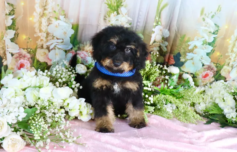 Billy Blue – Miniature Bernedoodle puppy for sale in Dothan, AL