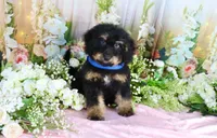 Billy Blue, a male Miniature Bernedoodle for sale in Dothan, AL – 10 of 10