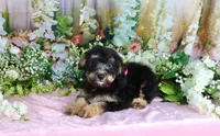 Becky Pink, a female Miniature Bernedoodle for sale in Dothan, AL – 5 of 10