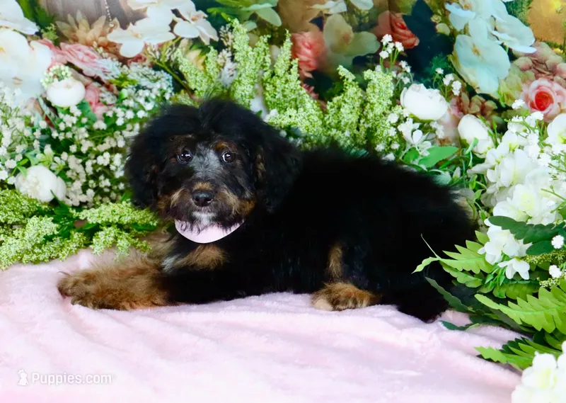 Betty Lt.Pink – Miniature Bernedoodle puppy for sale in Dothan, AL