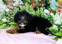 Betty Lt.Pink, a female Miniature Bernedoodle for sale in Dothan, AL – 1 of 10