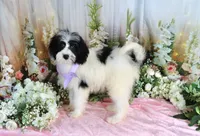 Brinley Purple, a female Miniature Bernedoodle for sale in Dothan, AL – 5 of 10