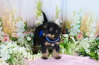 Billy Blue, a male Miniature Bernedoodle for sale in Dothan, AL – 1 of 10