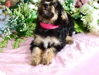 Becky Pink, a female Miniature Bernedoodle for sale in Dothan, AL – 9 of 10