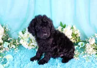 Carla, a female Poodle - Miniature  for sale in Dothan, AL – 4 of 9