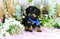 Billy Blue, a male Miniature Bernedoodle for sale in Dothan, AL – 7 of 10