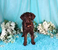 Carlton, a male Poodle - Miniature  for sale in Dothan, AL – 9 of 10