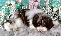Reese's, a male Havanese for sale in Dothan, AL – Photo 5 of 10