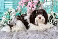 Reese's, a male Havanese for sale in Dothan, AL – Photo 8 of 10