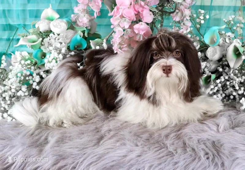 Reese's, a male Havanese for sale in Dothan, AL – Photo 1 of 10