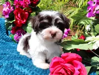 Reese's, a male Havanese for sale in Dothan, AL – Photo 9 of 10