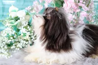 Reese's, a male Havanese for sale in Dothan, AL – Photo 7 of 10