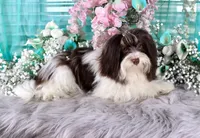 Reese's, a male Havanese for sale in Dothan, AL – Photo 6 of 10