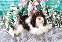 Reese's, a male Havanese for sale in Dothan, AL – Photo 3 of 10