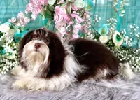 Reese's, a male Havanese for sale in Dothan, AL – Photo 4 of 10