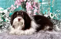 Reese's, a male Havanese for sale in Dothan, AL – Photo 2 of 10