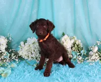 Carlton, a male Poodle - Miniature  for sale in Dothan, AL – 2 of 10