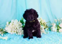 Capri, a female Poodle - Miniature  for sale in Dothan, AL – 10 of 10