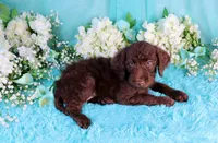 Cathy, a female Poodle - Miniature  for sale in Dothan, AL – 6 of 10