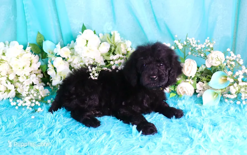 Capri – Poodle - Miniature  puppy for sale in Dothan, AL
