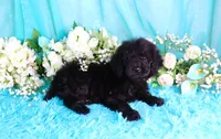 Capri, a female Poodle - Miniature  for sale in Dothan, AL – 6 of 10