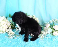 Capri, a female Poodle - Miniature  for sale in Dothan, AL – 8 of 10