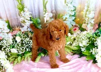 Eddie, a male Poodle - Standard  for sale in Dothan, AL – Photo 4 of 5