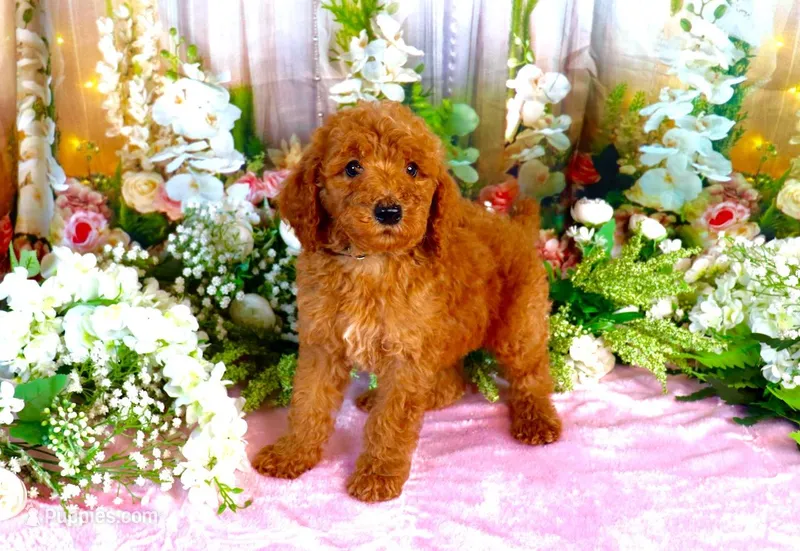Eddie – Poodle - Standard  puppy for sale in Dothan, AL