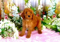 Eddie, a male Poodle - Standard  for sale in Dothan, AL – Photo 1 of 5
