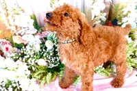 Eddie, a male Poodle - Standard  for sale in Dothan, AL – Photo 2 of 5