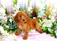Eddie, a male Poodle - Standard  for sale in Dothan, AL – Photo 3 of 5