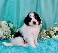 J'adore, a female Miniature Bernedoodle for sale in Dothan, AL – 7 of 10