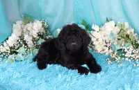 Cali, a female Poodle - Miniature  for sale in Dothan, AL – 3 of 10