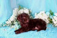 Caleb, a male Poodle - Miniature  for sale in Dothan, AL – 4 of 10