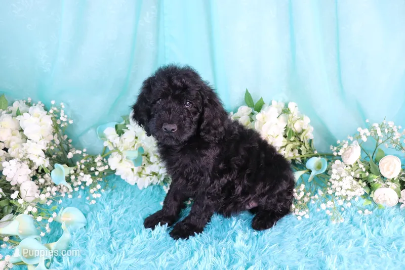 Carla – Poodle - Miniature  puppy for sale in Dothan, AL