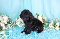 Carla, a female Poodle - Miniature  for sale in Dothan, AL – 1 of 9
