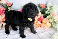 Barbara On Hold, a female Miniature Bernedoodle for sale in Dothan, AL – Photo 5 of 9
