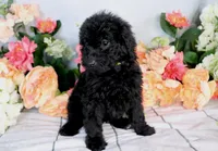 Barbara On Hold, a female Miniature Bernedoodle for sale in Dothan, AL – Photo 6 of 9