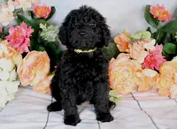 Barbara On Hold, a female Miniature Bernedoodle for sale in Dothan, AL – Photo 7 of 9